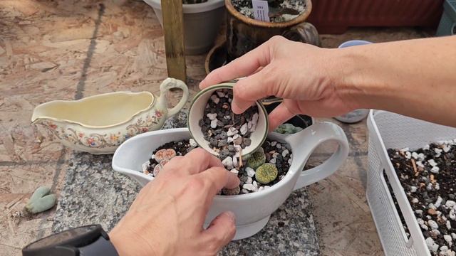 Trasplante y la incorporación de Micorrizas a mis suculentas #succulent #micorrizae смотреть онлайн