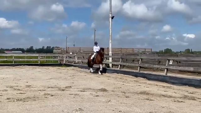 SOLD ! RECTO • UTRERANO VII Calificado son • Bombproof stallion • 4th level doing смотреть онлайн