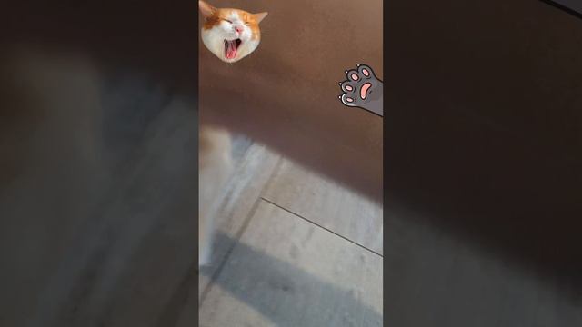 Правая щётка 
PET BRUSH 
обзор