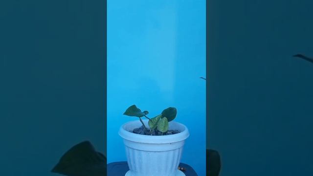 Reshaping Red Vein Aglaonema Plant #short смотреть онлайн