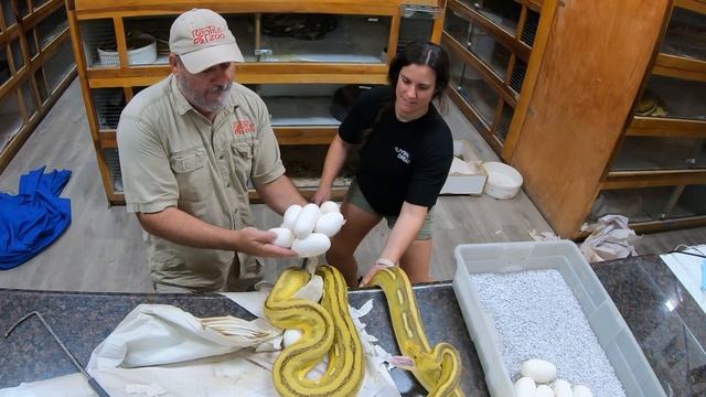 Snake Handler in Training (Snake Attacks!!!) смотреть онлайн