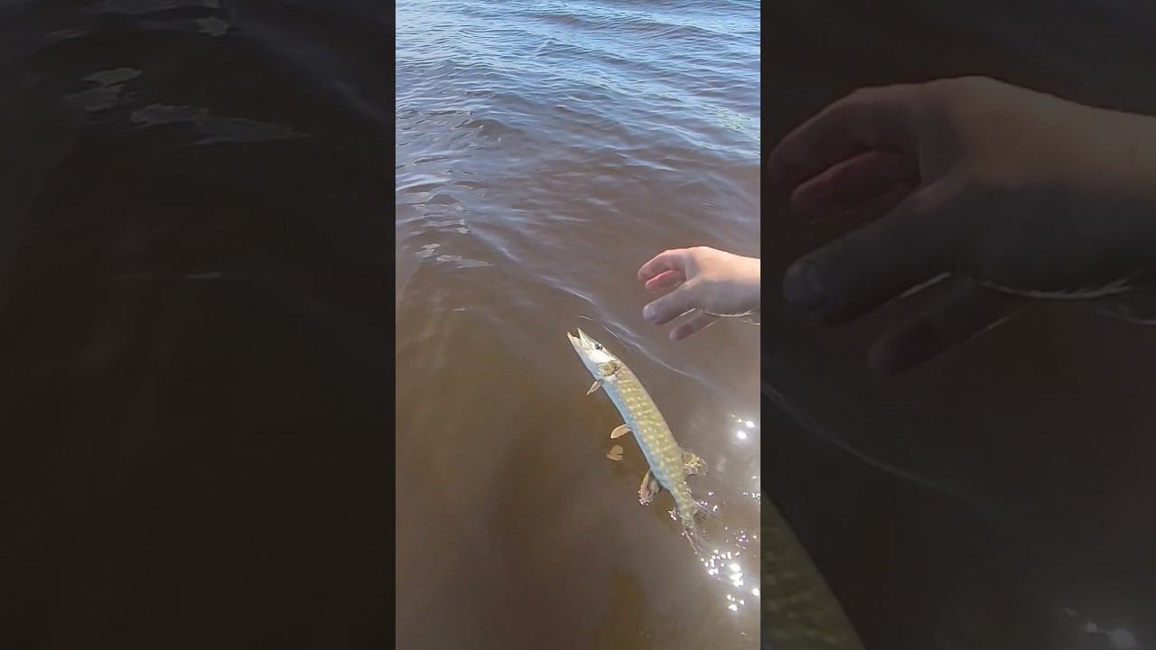 Рыбалка на спиннинг.Отпускаем щучку подрастать.#shortvideo #рыбалка #fishing #fishingvideo #природа смотреть онлайн