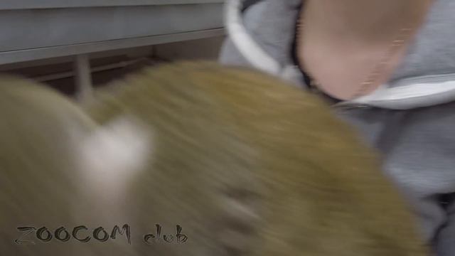 Лисичка знакомится с обезьяной! И другие приключения. смотреть онлайн