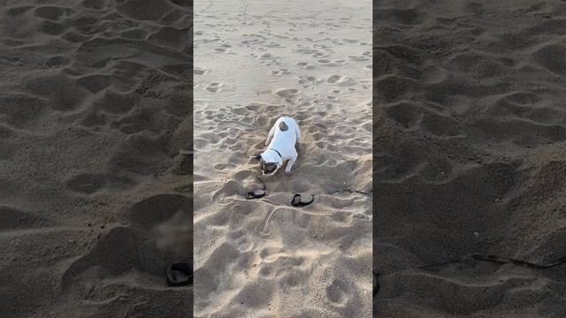 Как найти клад!?Где зарыта кость?Гуляем с собакой. Как гулять с собакой! смотреть онлайн