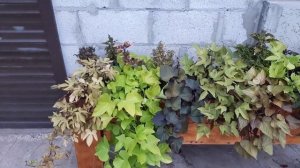 Мои ипомеи батат, сорта,розмножение ! #ипомея,#ипомеябатат,#черенкование,#цветы.