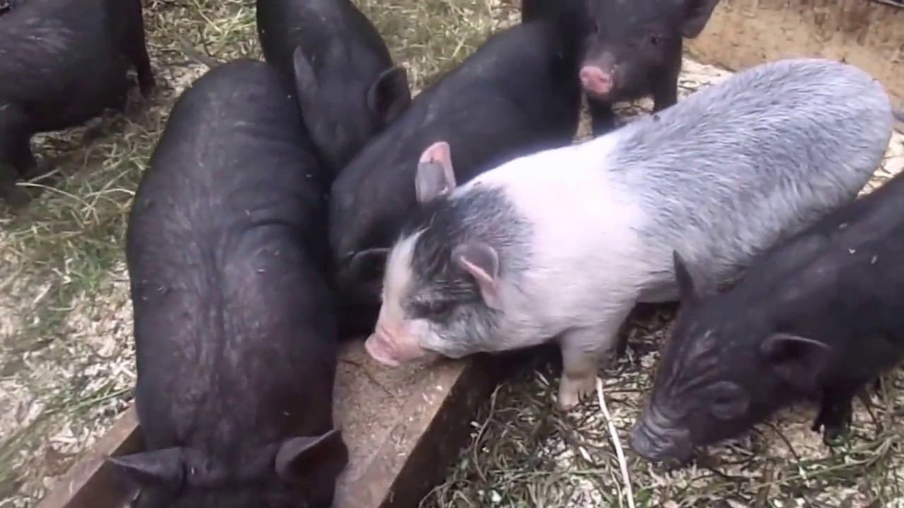 Дегельминтизация Вьетнамских Вислобрюхих Травоядных Поросят. смотреть онлайн