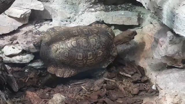 Поход в Рижский Зоопарк! смотреть онлайн