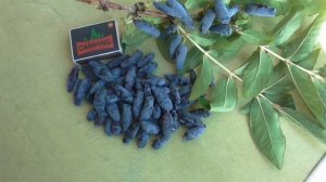 СИЛЬГИНКА и СТРИЖЕВЧАНКА - лучшие бакчарские сорта жимолости.