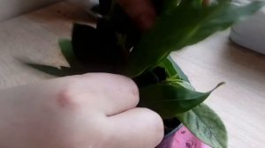 Лавровое дерево Laurel tree  (лавр благородный)/ Ленивый способ выращивания ?