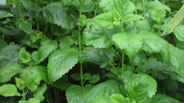Peony . Bowl Of Beauty