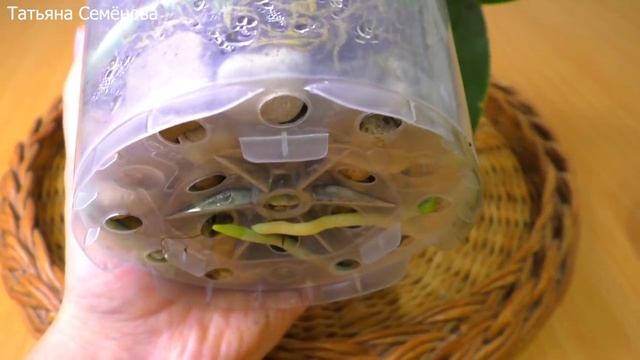 Что творится с орхидеей после перевалки из маленького горшка в большой? Обзор посадки через полгода смотреть онлайн