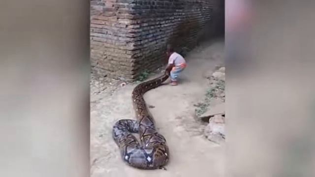 Parents Film Toddler Playing With Python | Indonesia смотреть онлайн