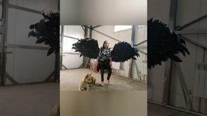 Крылья ангела своими руками. Первый опыт.