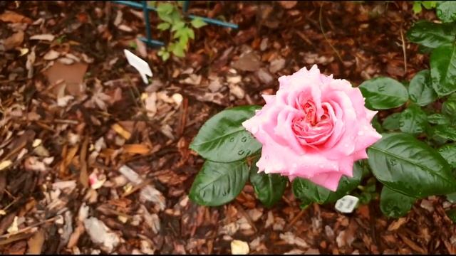 Цветение роз - первогодок: часть 9, 08/2021 | 17 сортов | Belvedere Dolcetto Camelot Burgundy Ice