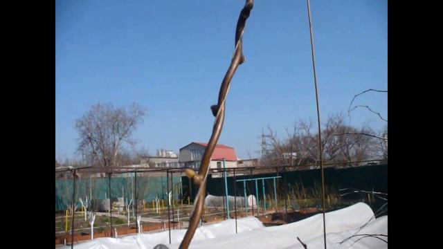 Киви карпат без укрытия на зиму Результат смотреть онлайн