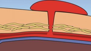 Роль тромбоцитов