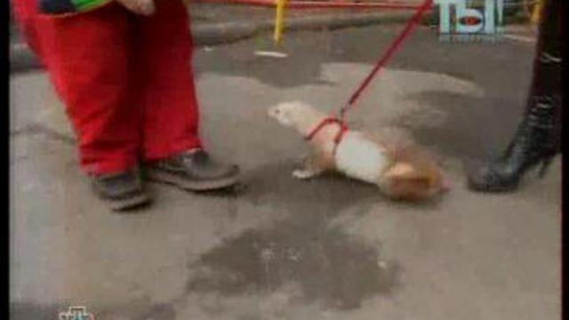 Настя и Клёпа смотреть онлайн