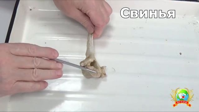 Строение грудных позвонков и грудины