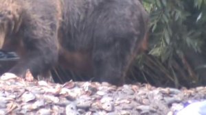 Гигантский медведь-людоед