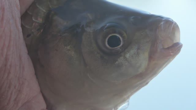 Карась болеет, но клюет. смотреть онлайн