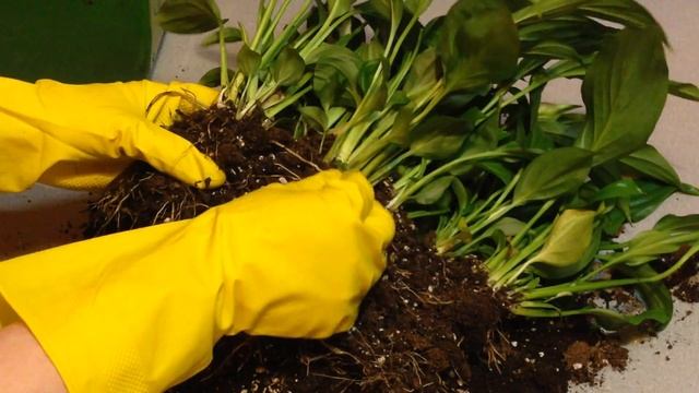 ? СПАТИФИЛЛУМ / ЖЕНСКОЕ СЧАСТЬЕ / ПОВТОРНАЯ ПЕРЕСАДКА #2 смотреть онлайн