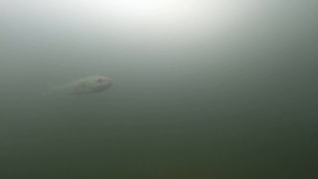 Чайво 02 2016 смотреть онлайн
