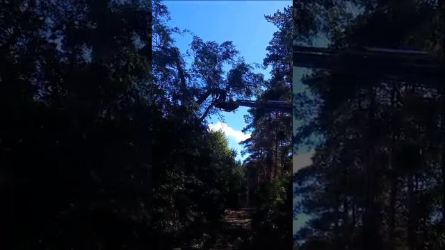 Спил деревьев ЛЭП