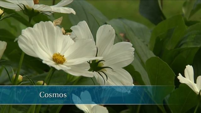 English Country Garden Tour | P. Allen Smith Classics смотреть онлайн