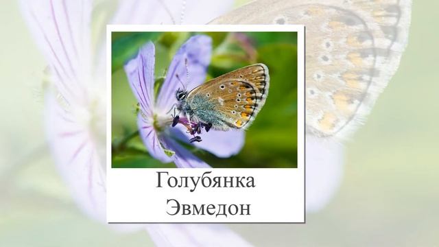 Бабочки. Презентация для детей. Развивающие карточки Домана для развития речи и обучения чтению. смотреть онлайн