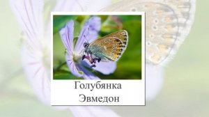 Бабочки. Презентация для детей. Развивающие карточки Домана для развития речи и обучения чтению.
