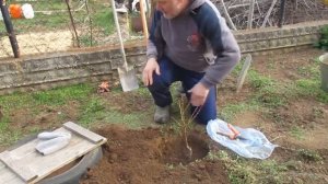 сажаем колоновидный персик