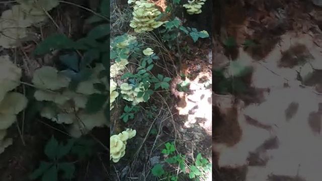 wild golden oyster смотреть онлайн