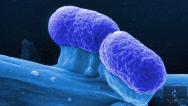 Бактерии под микроскопом