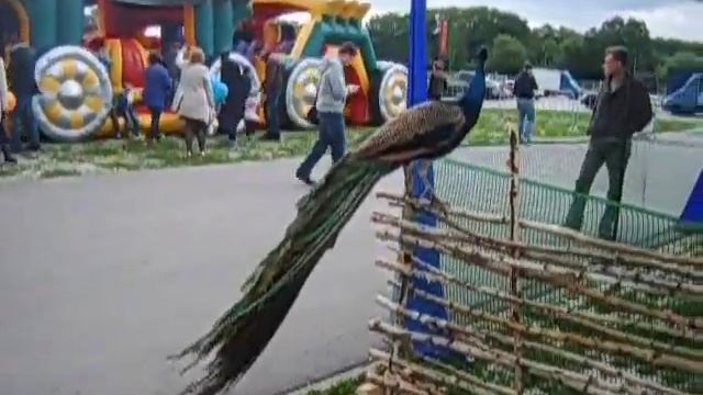 Павлин, павлин в Москве - 8(965)380-13-11 смотреть онлайн