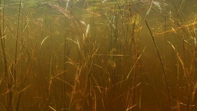 Flood lake habitat - Hyphessobrycon eques смотреть онлайн