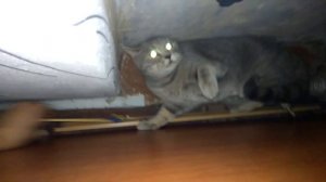 Бешеный кот - не бешеный кот! Прикол! Смотри концовку!