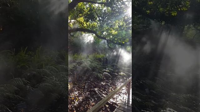 Orto Botanico di Cagliari il suono della natura смотреть онлайн