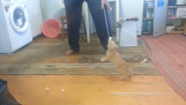 САМЫЙ ЗЛОЙ КОТ ГАРФИЛД! СМОТРЕТЬ ВСЕМ!!!!!!!!!!!!! смотреть онлайн