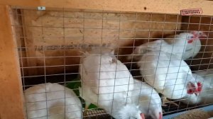 Вес бройлера в два месяца-ЭТО РЕАЛЬНО!!!