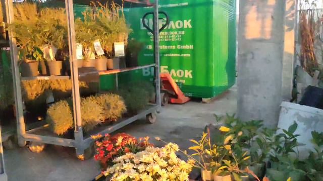 обработка кедра от тли .