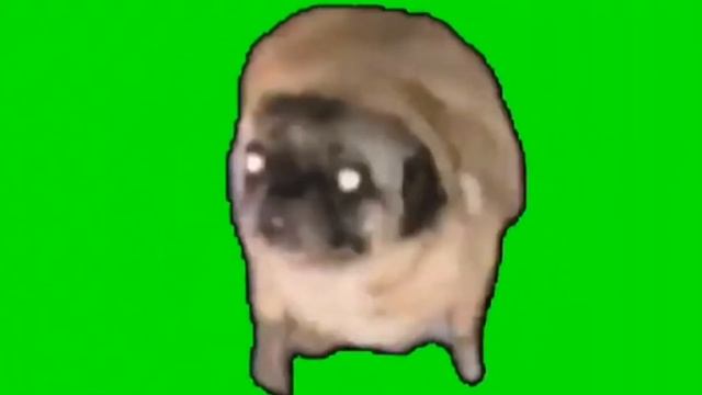 Мопс танцует на зелёном фоне :D смотреть онлайн