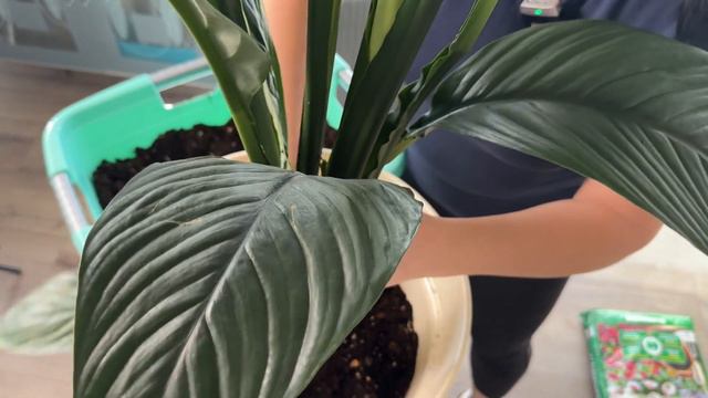 Спатифиллум Сенсация смотреть онлайн