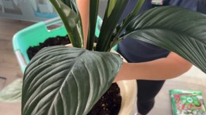 Спатифиллум Сенсация