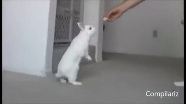 Подборка животных которые ходят как люди смотреть онлайн