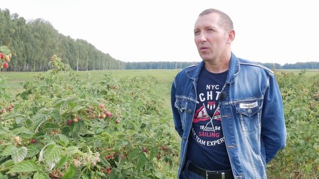 Никогда не посажу ремонтантную малину - ответ селекционера. Плюсы и минусы ремонтантной малины. смотреть онлайн