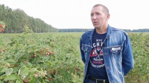 Никогда не посажу ремонтантную малину - ответ селекционера. Плюсы и минусы ремонтантной малины.