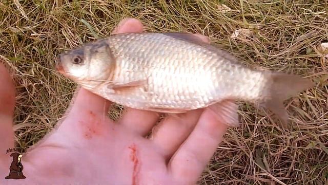 Карпы клюют как бешеные на нут приготовленный в Автоклаве. Ловля Карпа, Сазана на нут смотреть онлайн