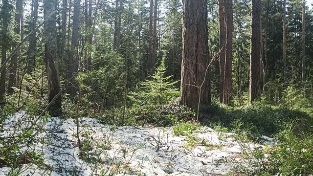 Весенний лес и хомус Дубровского смотреть онлайн