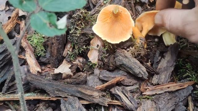 Как отличить Настоящую Лисичку от Ложной. Грибы Лисички Осенью. В лес за съедобными грибами смотреть онлайн