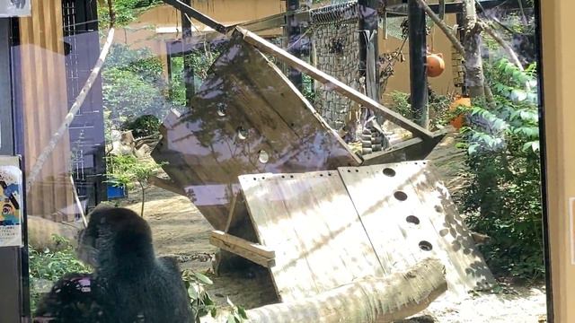 Shocking sound! Genki wakes up from her nap, startled.🅷🅾🆃【KyotoZoo, Gorilla смотреть онлайн